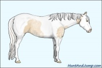 Horse Color:Silver Bay Ice Pearl Dun Sabino Splash Tobiano 