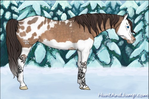 Horse Color:Bay Dun Splash Appaloosa