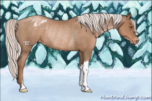 Horse Color:Silver Black Pearl Varnish Rabicano