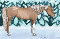 Horse Color:Silver Black Pearl Appaloosa Rabicano