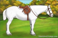 Horse Color:White Spotted Silver Amber Cream Champagne Dun Appaloosa