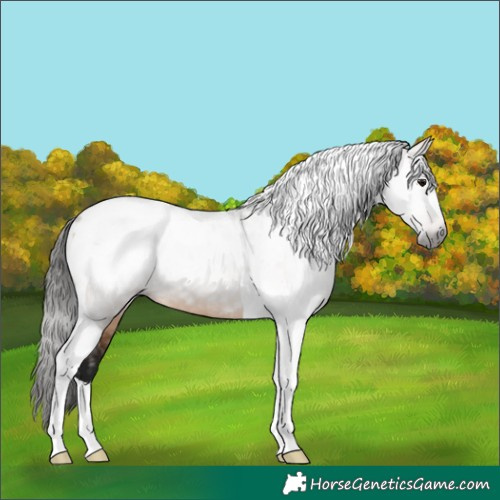 Horse Color:Gray Brown Dun Tobiano Appaloosa 