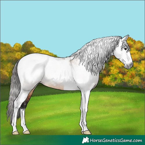 Horse Color:Gray Bay Dun Sabino Tobiano Appaloosa