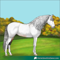 Horse Color:Gray Bay Dun Sabino Tobiano Appaloosa 