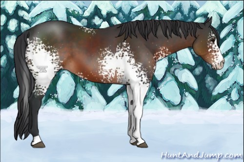 Horse Color:White Spotted Brown 