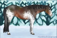Horse Color:White Spotted Brown 