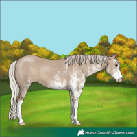 Horse Color:White Spotted Silver Grullo 