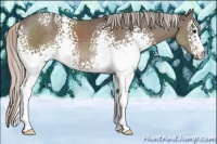 Horse Color:White Spotted Silver Black 