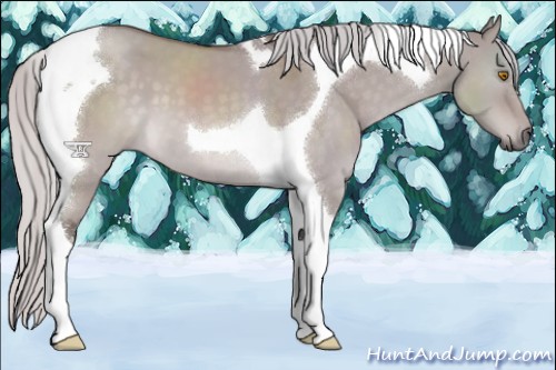 Horse Color:Platinum Silver Buckskin Dun Tobiano