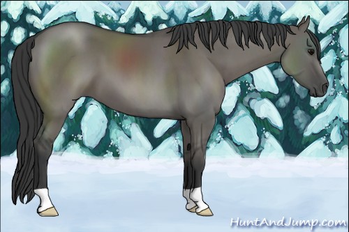 Horse Color:Grullo 