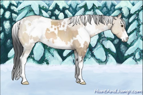 Horse Color:White Spotted Brown Dun Sabino