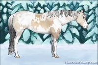 Horse Color:White Spotted Brown Dun Sabino 