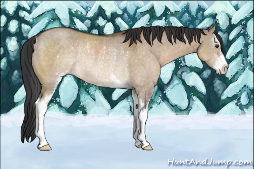 Horse Color:Brown Dun Sabino Rabicano