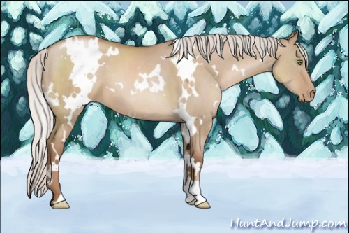 Horse Color:White Spotted Silver Grullo Pearl 