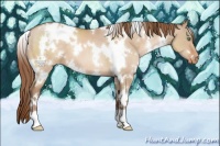 Horse Color:White Spotted Brown Pearl Dun Appaloosa 