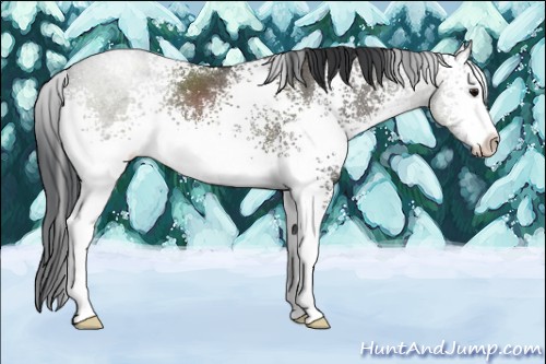 Horse Color:White Spotted Grullo Sabino