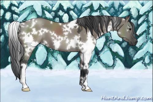 Horse Color:White Spotted Grullo