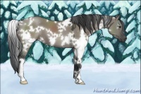 Horse Color:White Spotted Grullo 