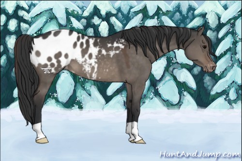 Horse Color:Brown Dun Appaloosa 