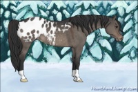 Horse Color:Brown Dun Appaloosa 