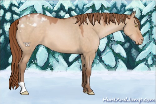 Horse Color:Brown Pearl Dun Appaloosa 