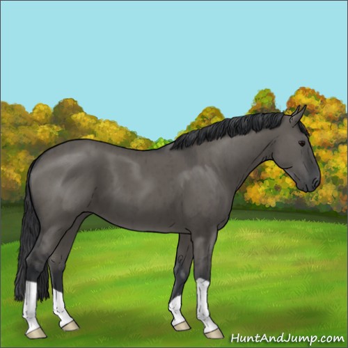 Horse Color:Grullo Brindle 
