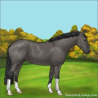 Horse Color:Grullo Brindle 