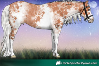 Horse Color:White Spotted Silver Bay Roan Splash Rabicano 