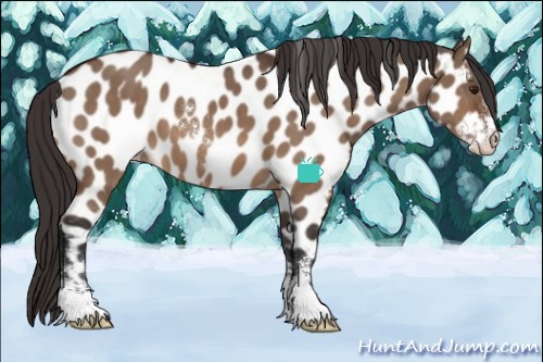 Horse Color:Bay Dun Sabino Near Leopard 