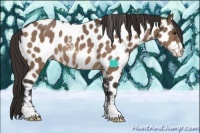 Horse Color:Bay Dun Sabino Near Leopard 