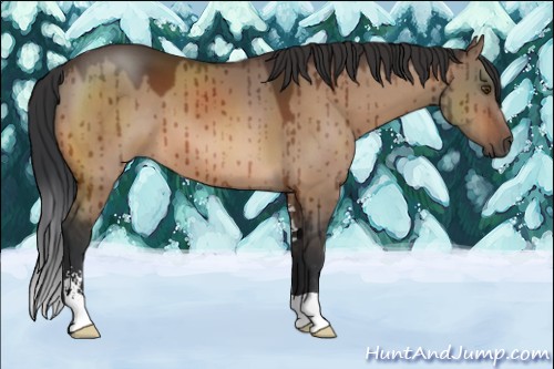Horse Color:Brown Dun Sabino Brindle