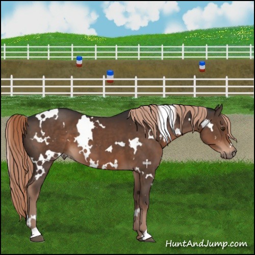 Horse Color:White Spotted Liver Chestnut 
