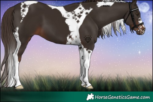 Horse Color:Liver Chestnut Tobiano 