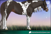 Horse Color:Liver Chestnut Tobiano 