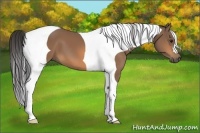 Horse Color:Buckskin Tobiano