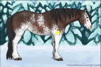 Horse Color:White Spotted Brown 