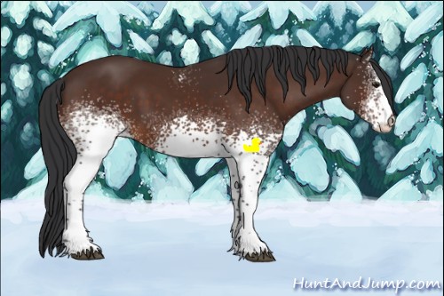 Horse Color:White Spotted Brown 