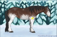 Horse Color:White Spotted Brown 