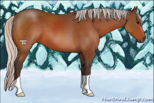 Horse Color:Silver Bay 