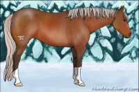 Horse Color:Silver Bay 