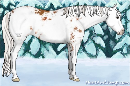 Horse Color:Silver Bay Sabino 