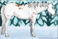 Horse Color:Silver Bay Sabino 