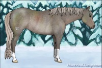 Horse Color:Silver Black Rabicano 