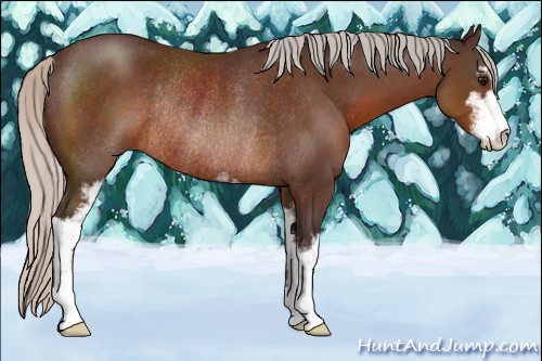 Horse Color:Silver Brown Sabino Rabicano