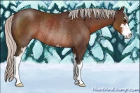 Horse Color:Silver Brown Sabino Rabicano 