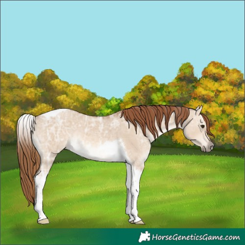 Horse Color:Red Dun Ice Tobiano Rabicano 