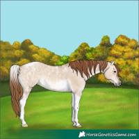Horse Color:Red Dun Ice Tobiano Rabicano