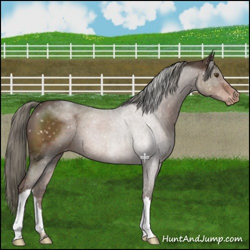 Horse Color:Liver Chestnut Mushroom Appaloosa 