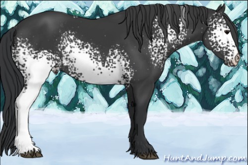 Horse Color:White Spotted Black Rabicano