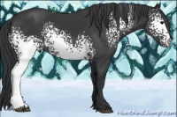 Horse Color:White Spotted Black Rabicano 